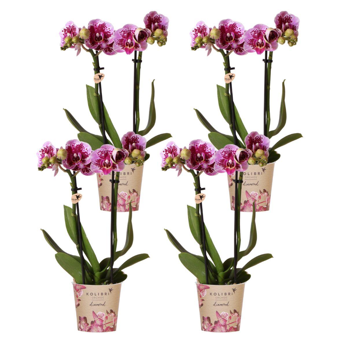 Orchidee colibrì | OFFERTA COMBI di 4 orchidee phalaenopsis rosa viola - El Salvador - dimensioni vaso Ø9 cm | pianta d'appartamento in fiore - fresca dal coltivatore