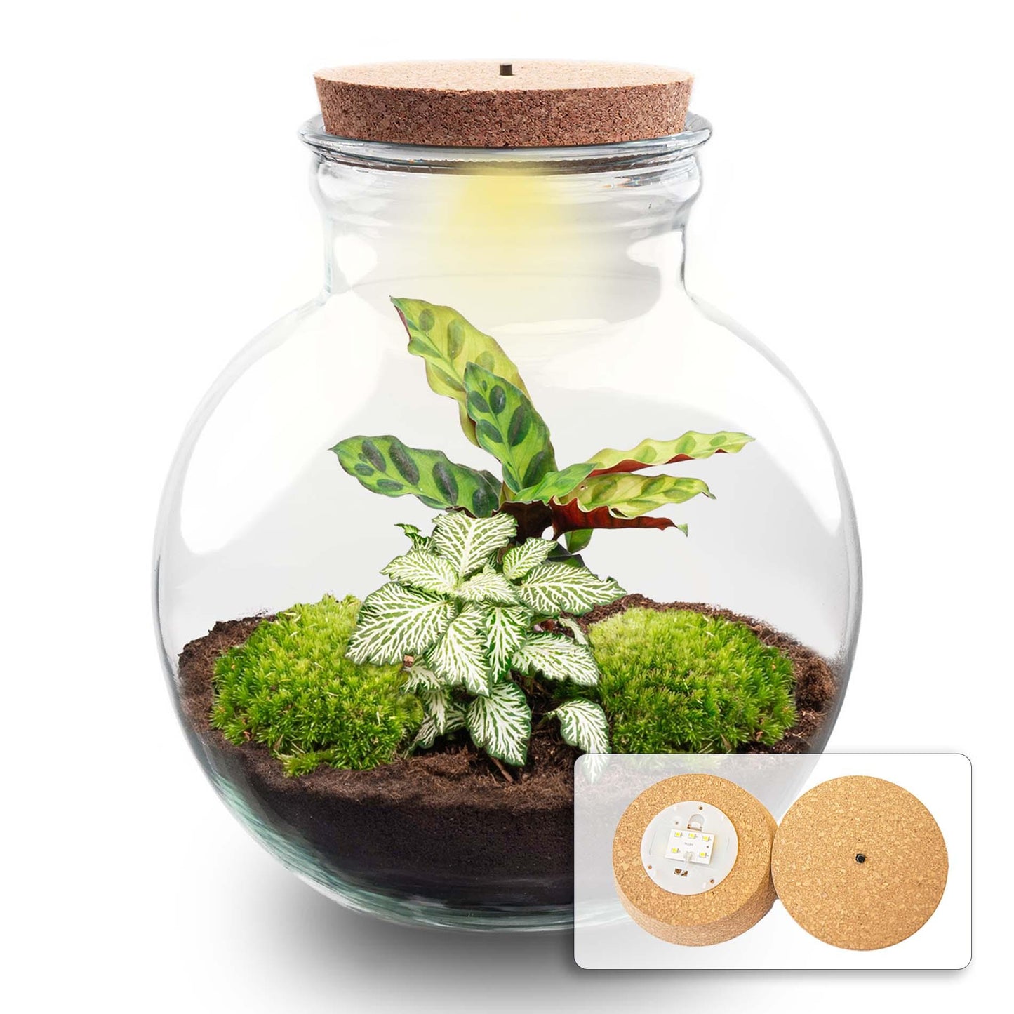 DIY Plant terrarium (with light) - Teddy - Ø 25 cm ↑ 26.5 cm - With LED cork
