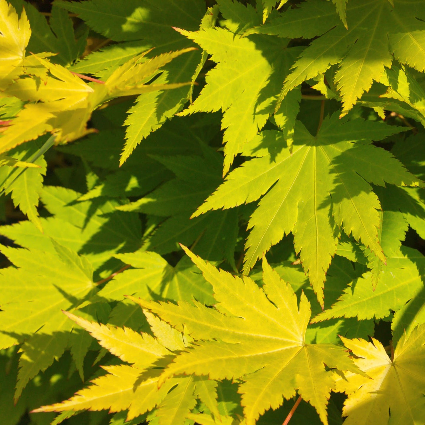 Tuinplant - Acer palmatum Jordan - Japanse Esdoorn - Bladverliezend - Geel - 1 - Pot 26cm - Hoogte 90cm