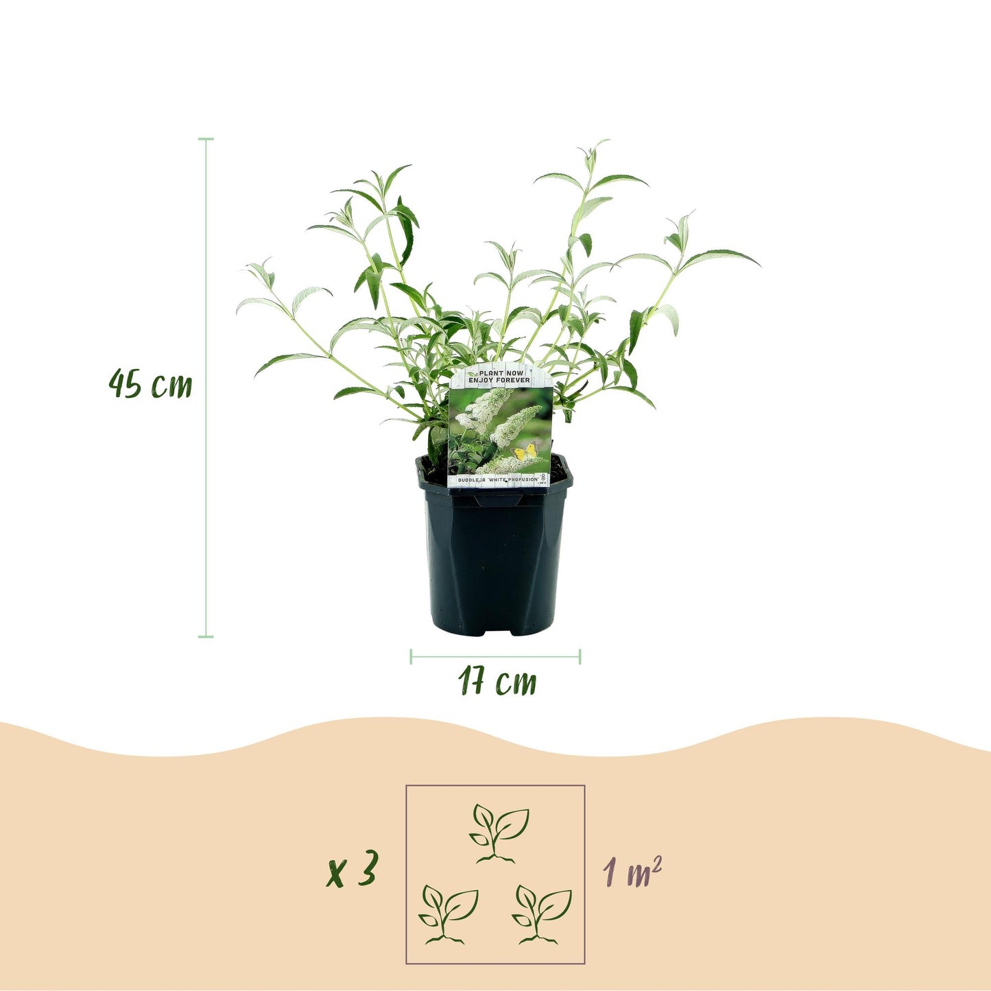 Garden Plant - Buddleja davidii White Profusion - Butterfly Bush - Winter Hardy - White - 3 Plants - Pot 17cm - Height 45cm