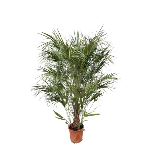 Chamaerops Humilis shrub - 170cm - Ø30