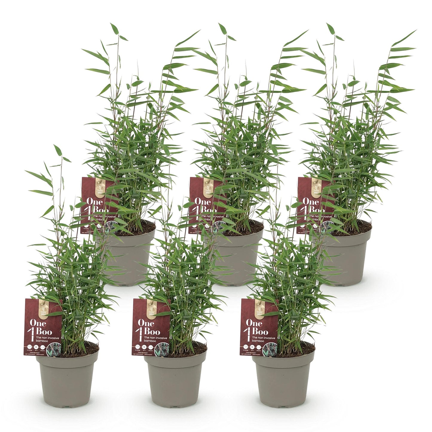 Green boutiQ - Bambù - Fargesia Red Dragon - Sempreverde - Non Invasivo - Verde - 6 Piante - Vaso 14cm - Altezza 35cm