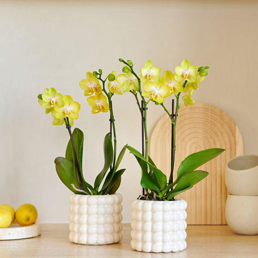 Kolibri Company | Plantenset Poppy White Yellow | Gele Albenga orchidee incl. keramieken sierpotten – potmaat Ø9 cm