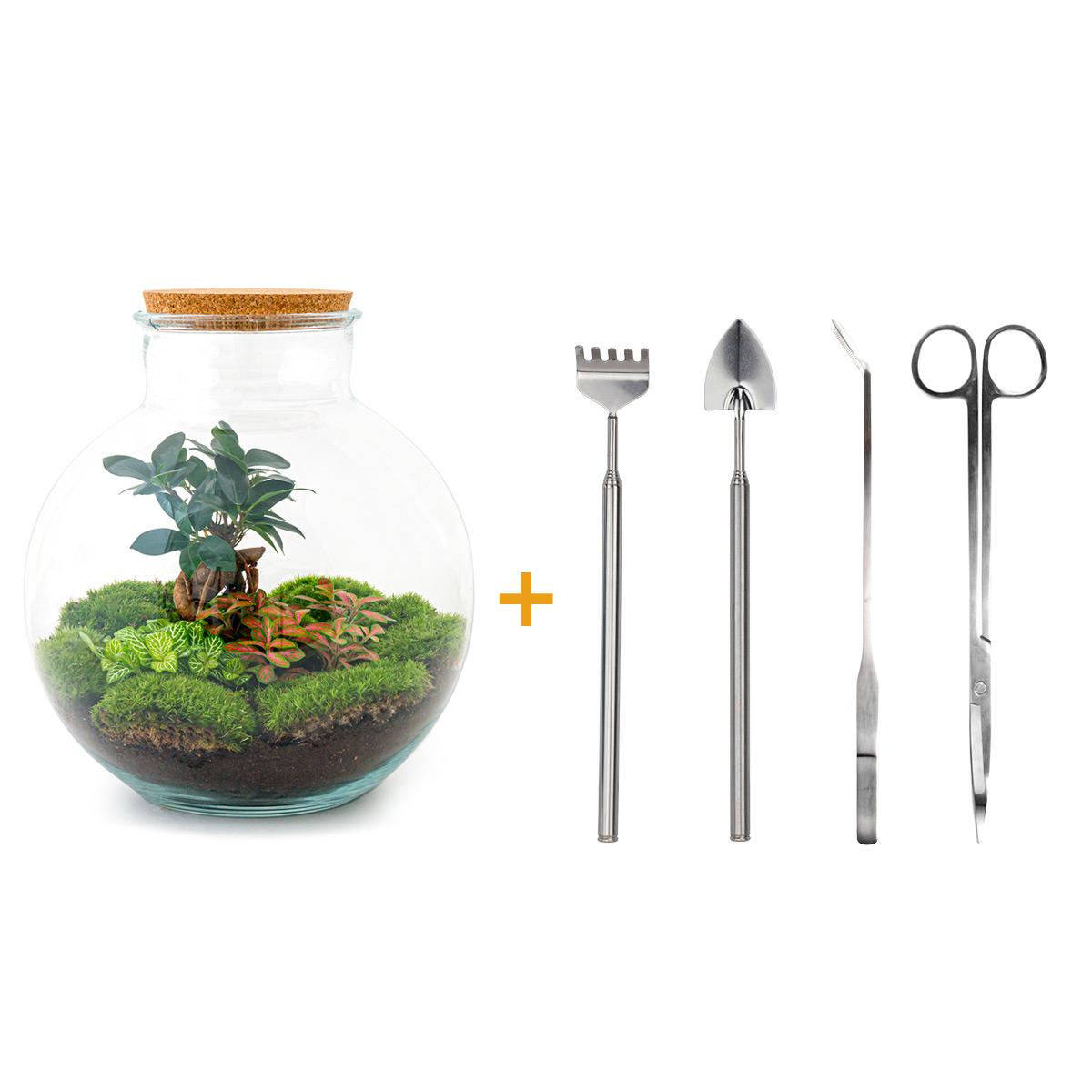 DIY Plant terrarium - Bolder Bob Bonsai - Ø 31 cm ↑ 30 cm - Rake + Shovel + Tweezer + Scissors