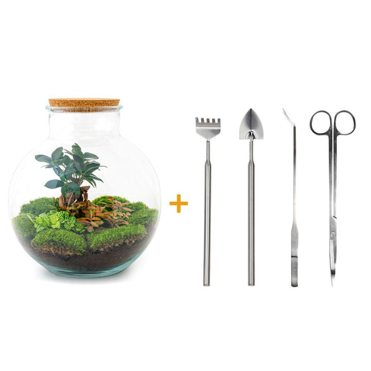 DIY Plant terrarium - Bolder Bob Bonsai - Ø 31 cm ↑ 30 cm - Rake + Shovel + Tweezer + Scissors