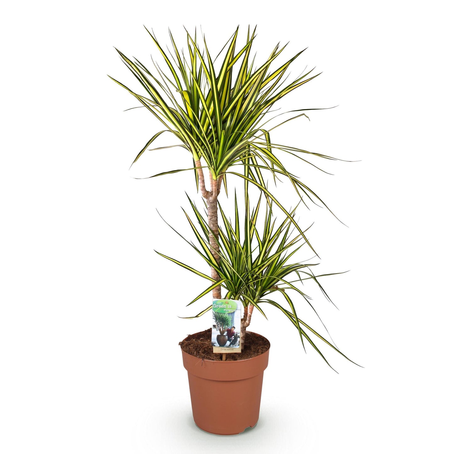 Green BoutiQ - Green is... Houseplants - Dracaena Sunray - Dragon Blood Tree - Low maintenance - Green - 1 Plant - Pot 21cm - Height 90-100cm