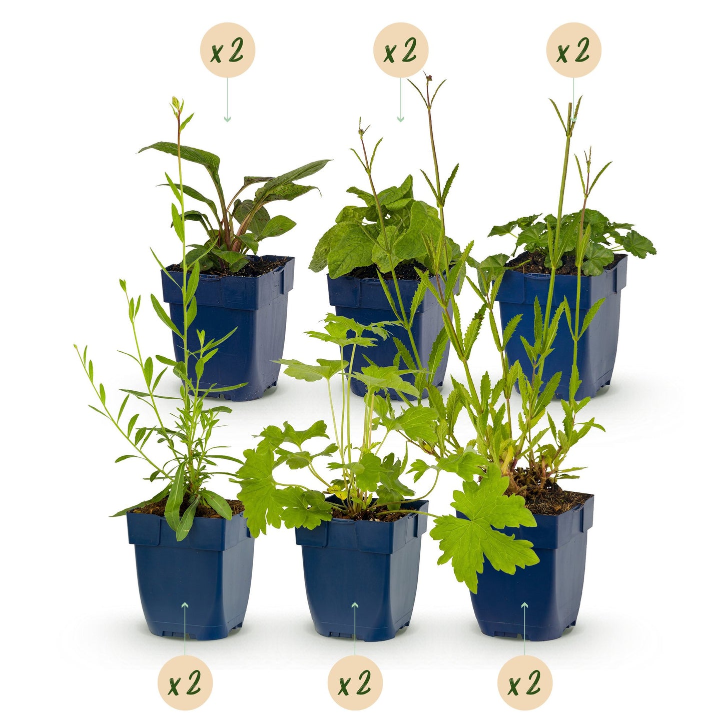 Perenne - Pacchetto per aiuole - Attira api e farfalle - Varie - Tipi e colori - 12 piante - Vaso 11 cm - Altezza 15-25 cm