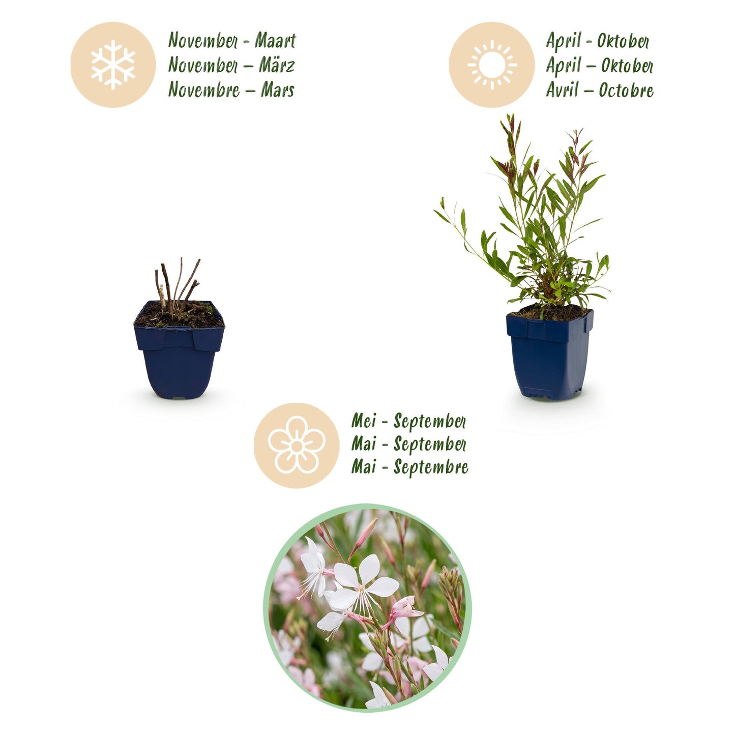Perennial - Gaura lindh. Whirling Butterflies - Bee and butterfly attractors - White - 12 Plants - Pot 11cm - Height 15-25cm