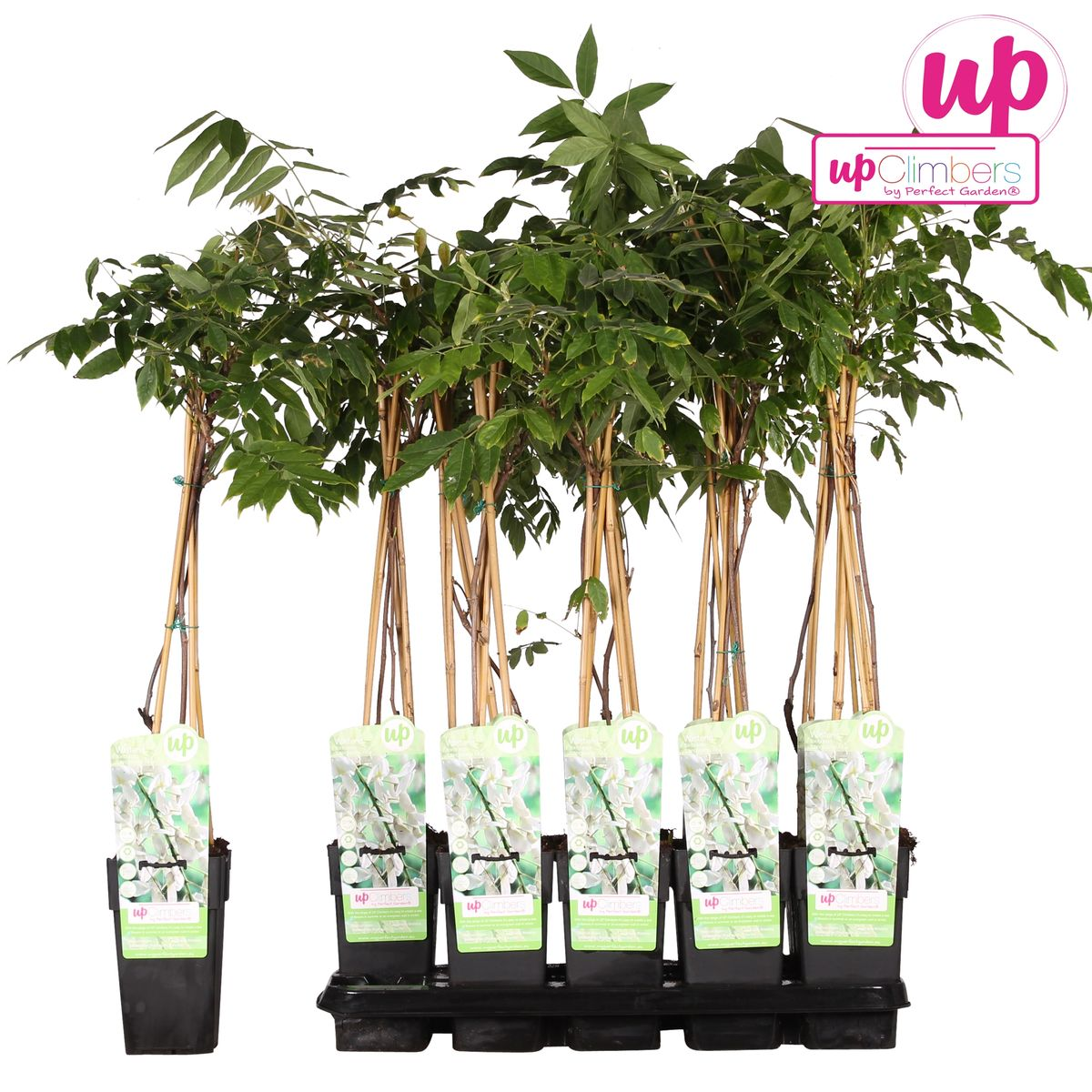 Wisteria floribunda Alba - White Wisteria - Ø15cm - ↕65cm