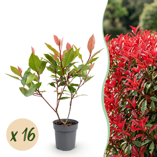Green boutiQ - 16x Photinia fraseri Little Red Robin - Glossy Mispel - Hedge Plants - Evergreen - Red - Pot 9cm - Height 25-35cm