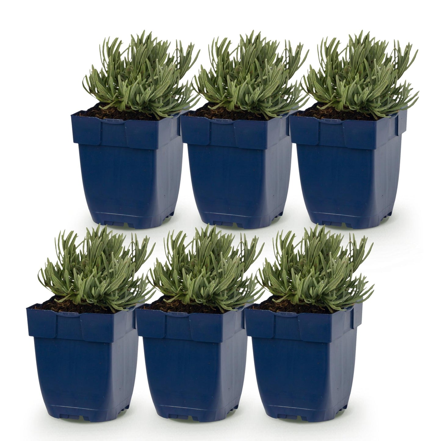 Perenne - Lavandula ang. Rosea - Lavanda - Profumata - Rosa - 6 Piante - Vaso 11cm - Altezza 15-25cm