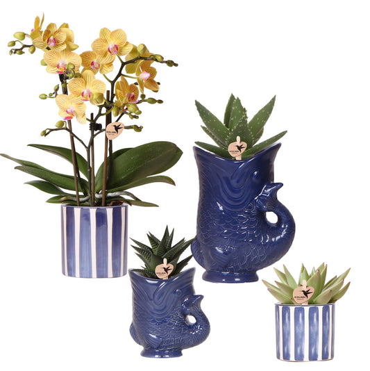 Orchidee Kolibri | Set di orchidee Lima e succulente in vasi decorativi in ​​ceramica - dimensioni del vaso Ø9 cm e Ø6 cm | piante da appartamento fiorite - fresche dal coltivatore