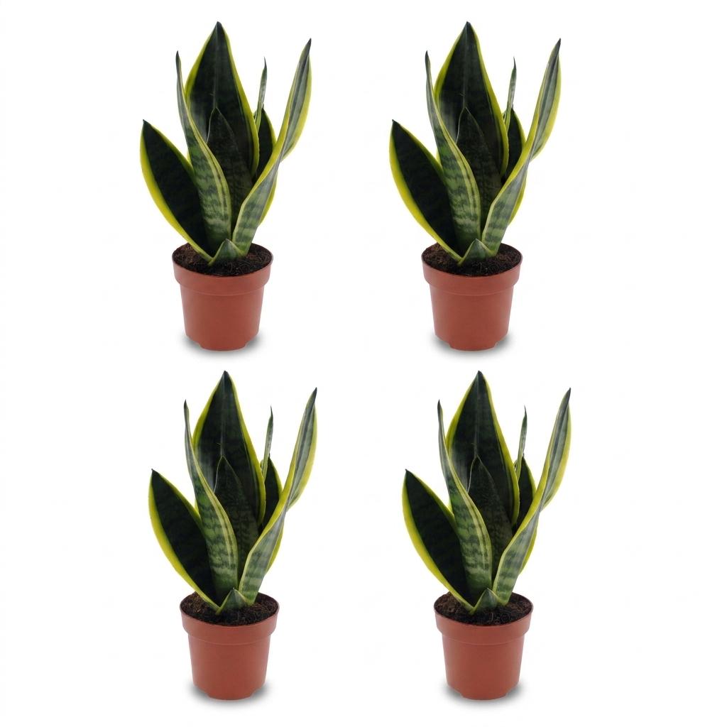 Sansevieria Future Superb - Lingua di Suocera - 4 Piante - Vaso 12cm - Altezza - 35cm