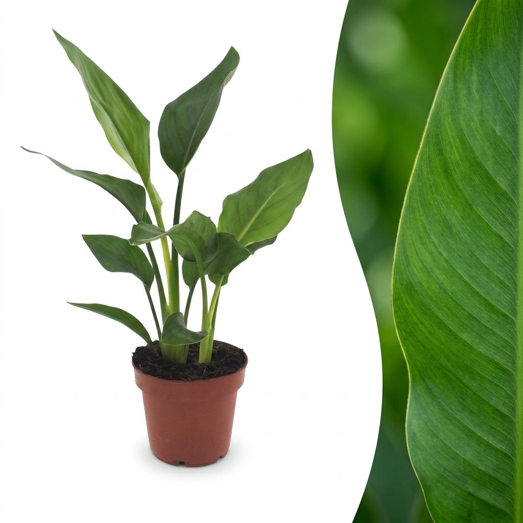 Strelitzia Reginea - Fiore Uccello del Paradiso - 1 Pianta - Vaso 12cm - Altezza - 35cm