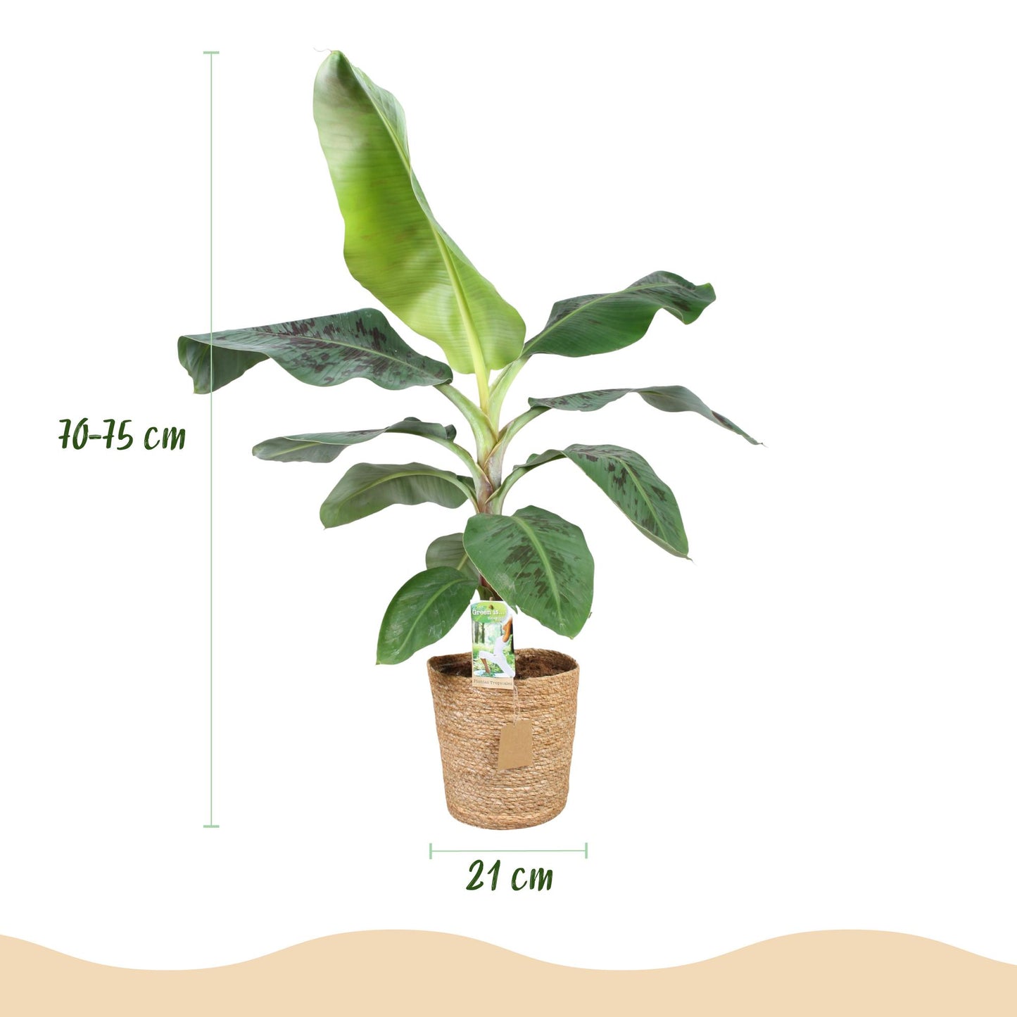 Green boutiQ - Houseplants - Musa acuminata Dwarf Cavendish - Banana Plant - Low Maintenance - with Basket - Green - 1 Plant - Pot 21cm - Height 70-75cm
