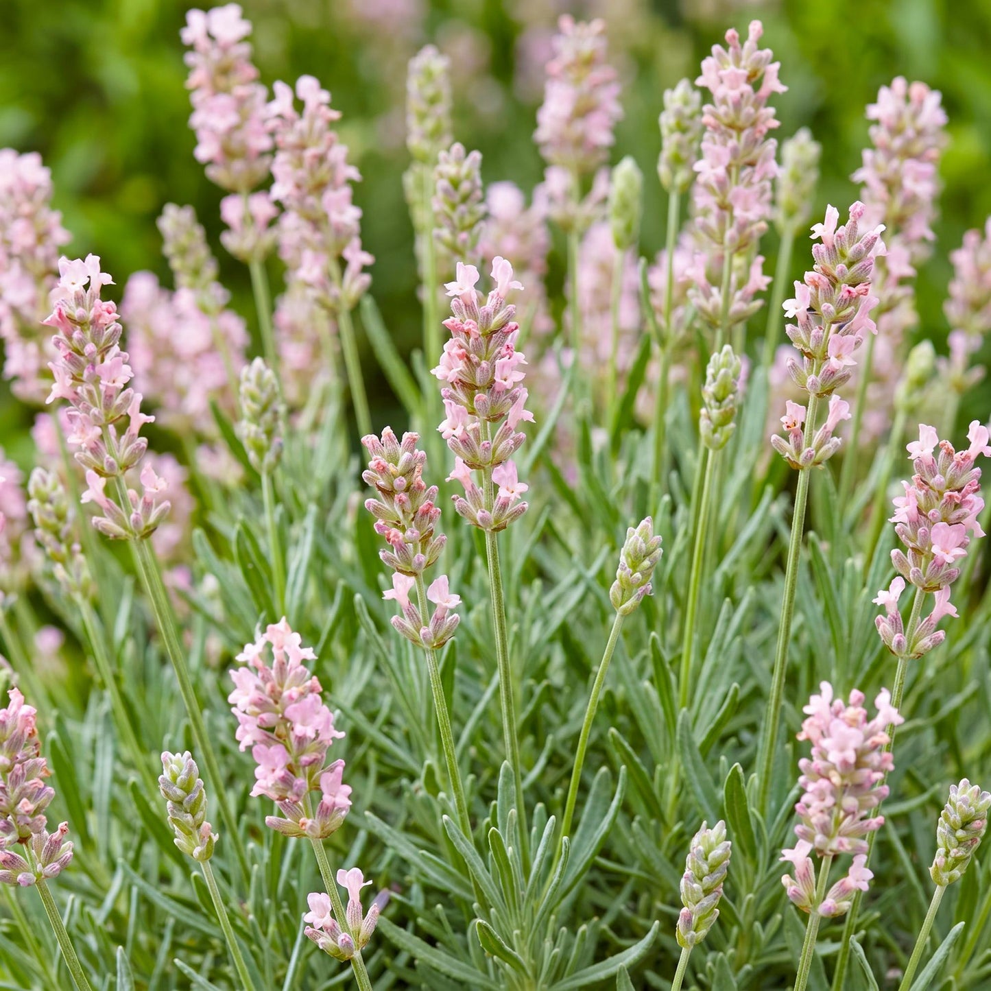 Perenne - Lavandula ang. Rosea - Lavanda - Profumata - Rosa - 6 Piante - Vaso 11cm - Altezza 15-25cm