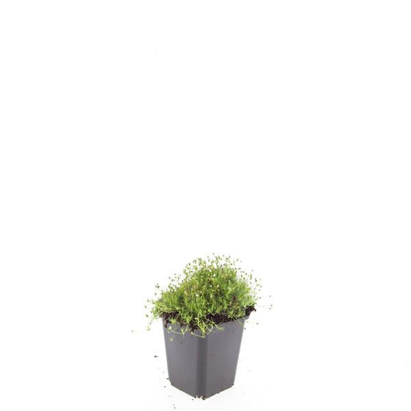 48x Sagina subulata - ↕10-25cm - Ø9cm