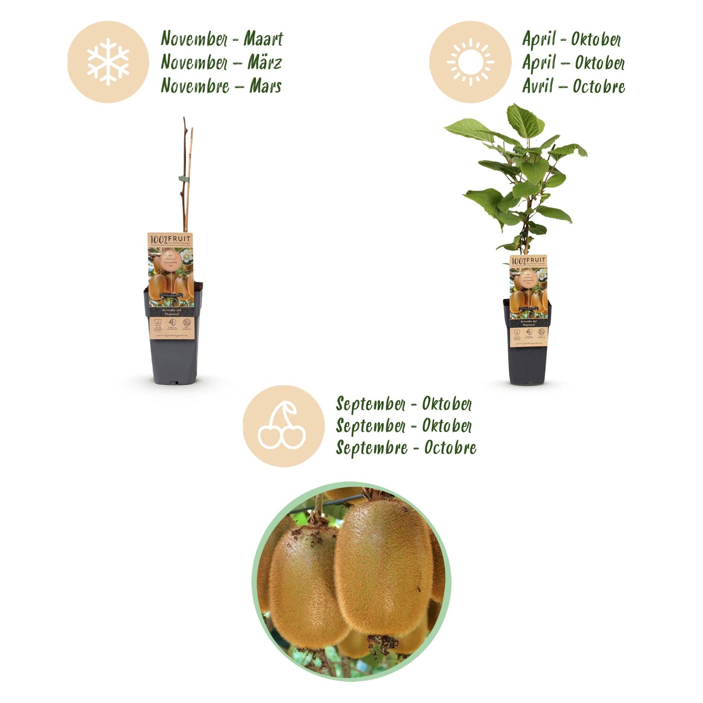 Fruit plant - Actinidia Weiki & Hayward - Kiwi plant - 1 Male - 3 Female - Plants - Green - Pot 15cm - Height 50cm