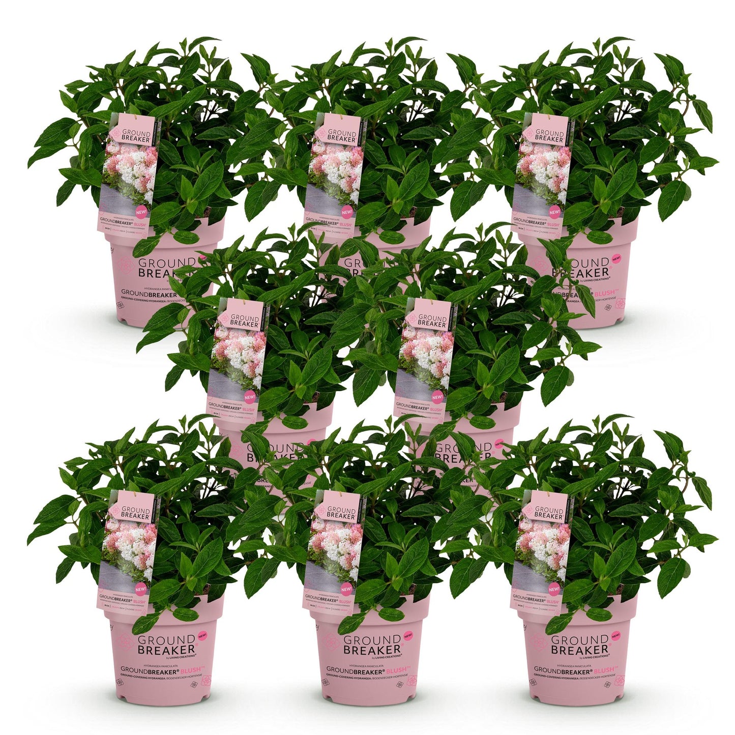 Green boutiQ - Garden Plant - Hydrangea panniculata Groundbreaker Blush - Peegee Hydrangea - Hardy - Pink - 8 Plants - Pot 14cm - Height 20-25cm