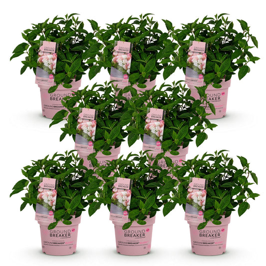 Green boutiQ - Garden Plant - Hydrangea panniculata Groundbreaker Blush - Peegee Hydrangea - Hardy - Pink - 8 Plants - Pot 14cm - Height 20-25cm