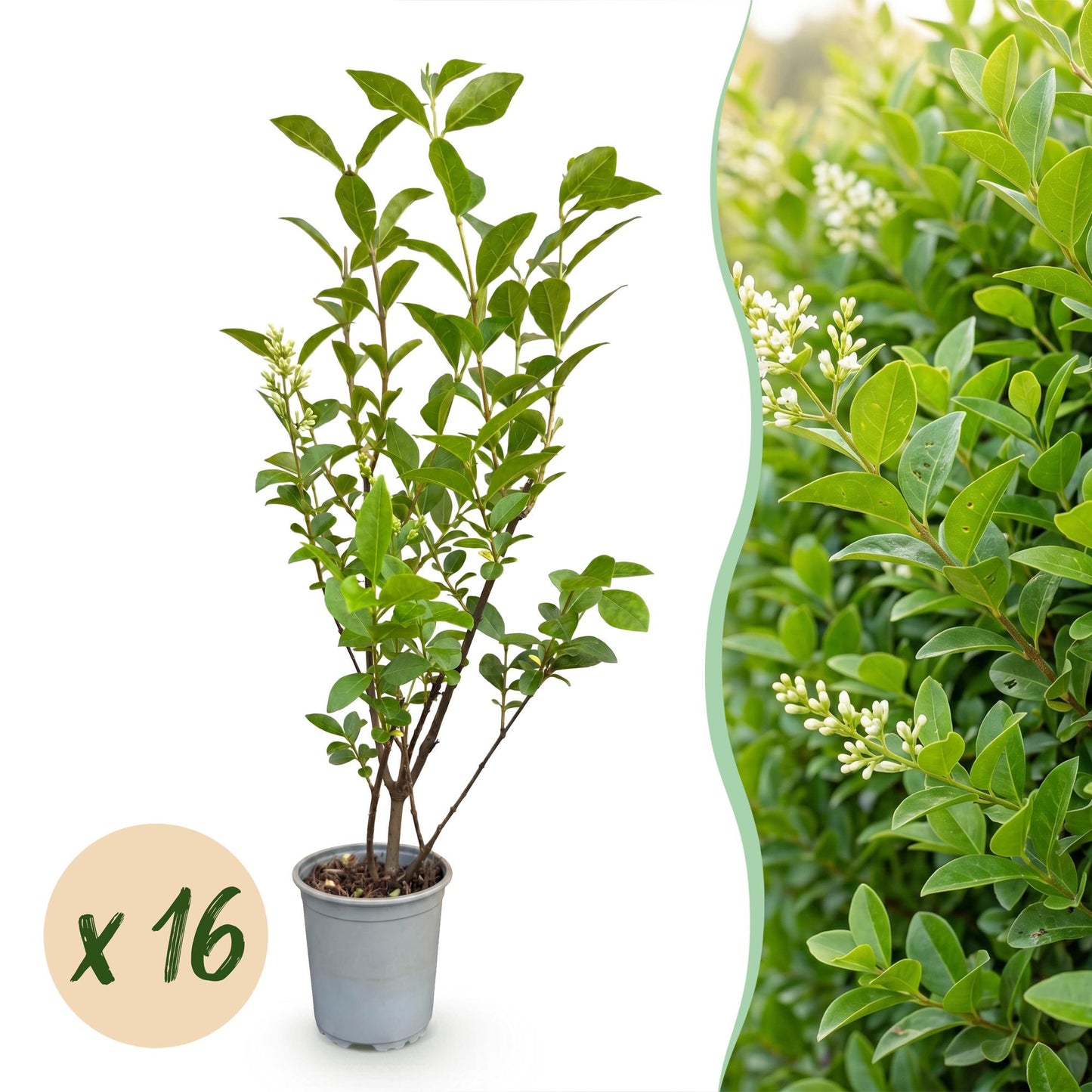 Green boutiQ - 16x Ligustrum ovalifolium - Common Privet - Hedge Plants - Evergreen - Green - Pot 9cm - Height 35-45cm