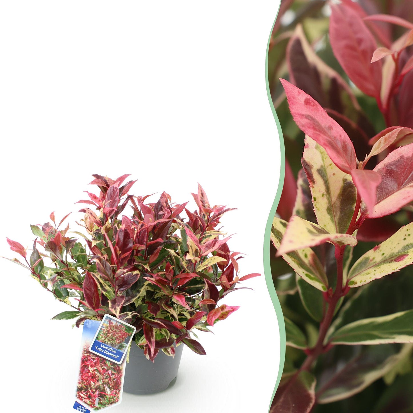 Garden Plant - Leucothoe Colour Diamond - Variegated - 1 Plant - Evergreen - Low Maintenance - Pot 17cm Height 45cm
