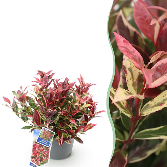 Pianta da Giardino - Leucothoe Colour Diamond - Variegata - 1 Pianta - Sempreverde - Poca Manutenzione - Vaso 17cm Altezza 45cm
