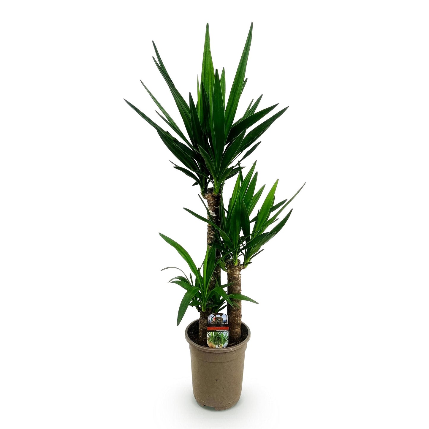 Green boutiQ - Houseplant - Yucca elephantipes - Yucca - Low maintenance - Green - 1 - Pot 21cm - Height 100cm