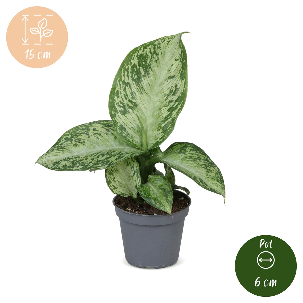 Dieffenbachia Snow - Dieffenbachia neve - Verde - Tropicale - Ø6cm - ↕15cm