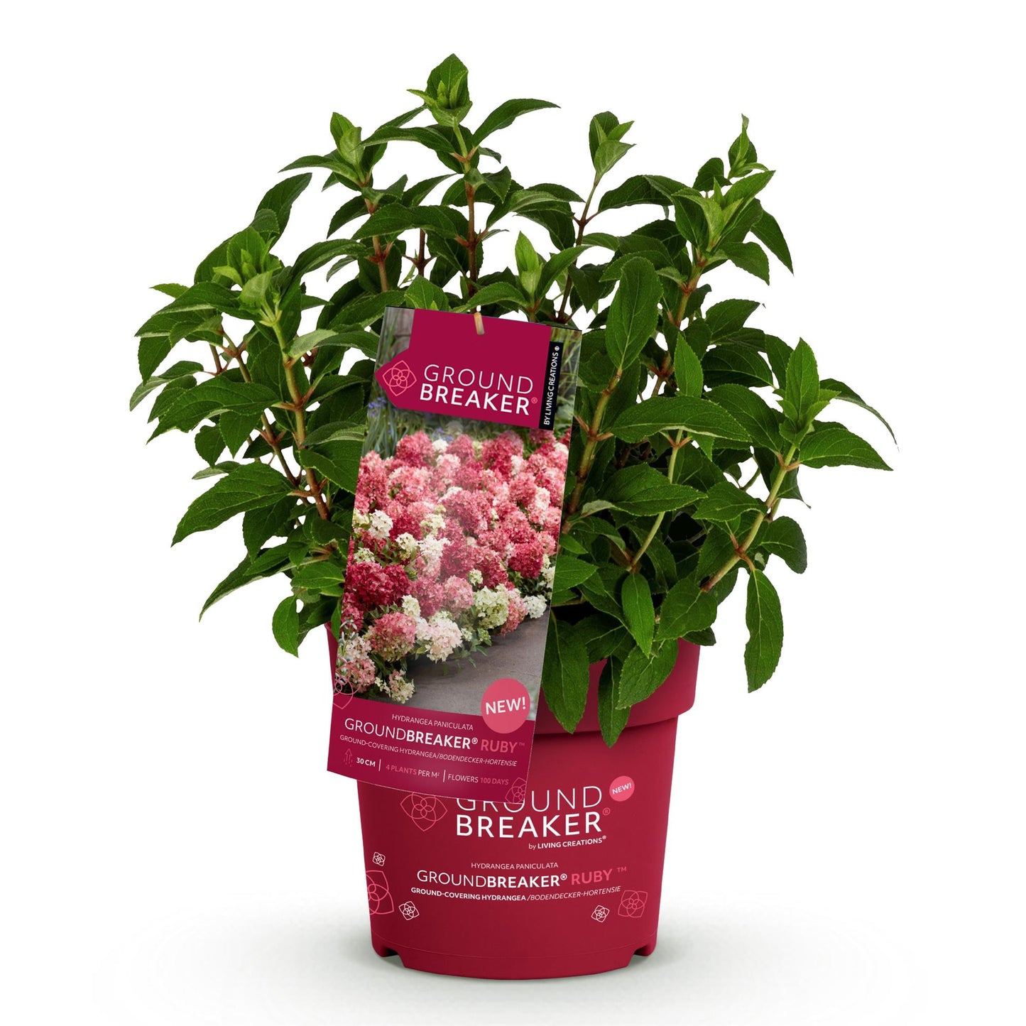 Green boutiQ - Pianta da giardino - Hydrangea paniculata Groundbreaker Ruby - Ortensia paniculata - Resistente al freddo - Rossa - 1 Pianta - Vaso 14cm - Altezza 20-25cm