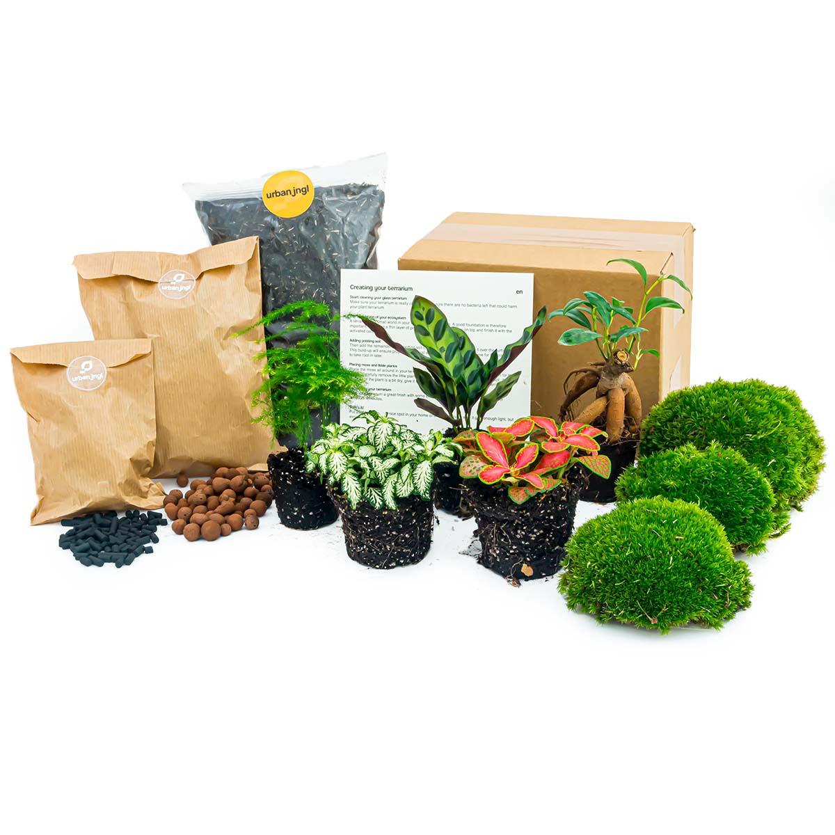 Plant terrarium refill &amp; Starter pack - 5 plants