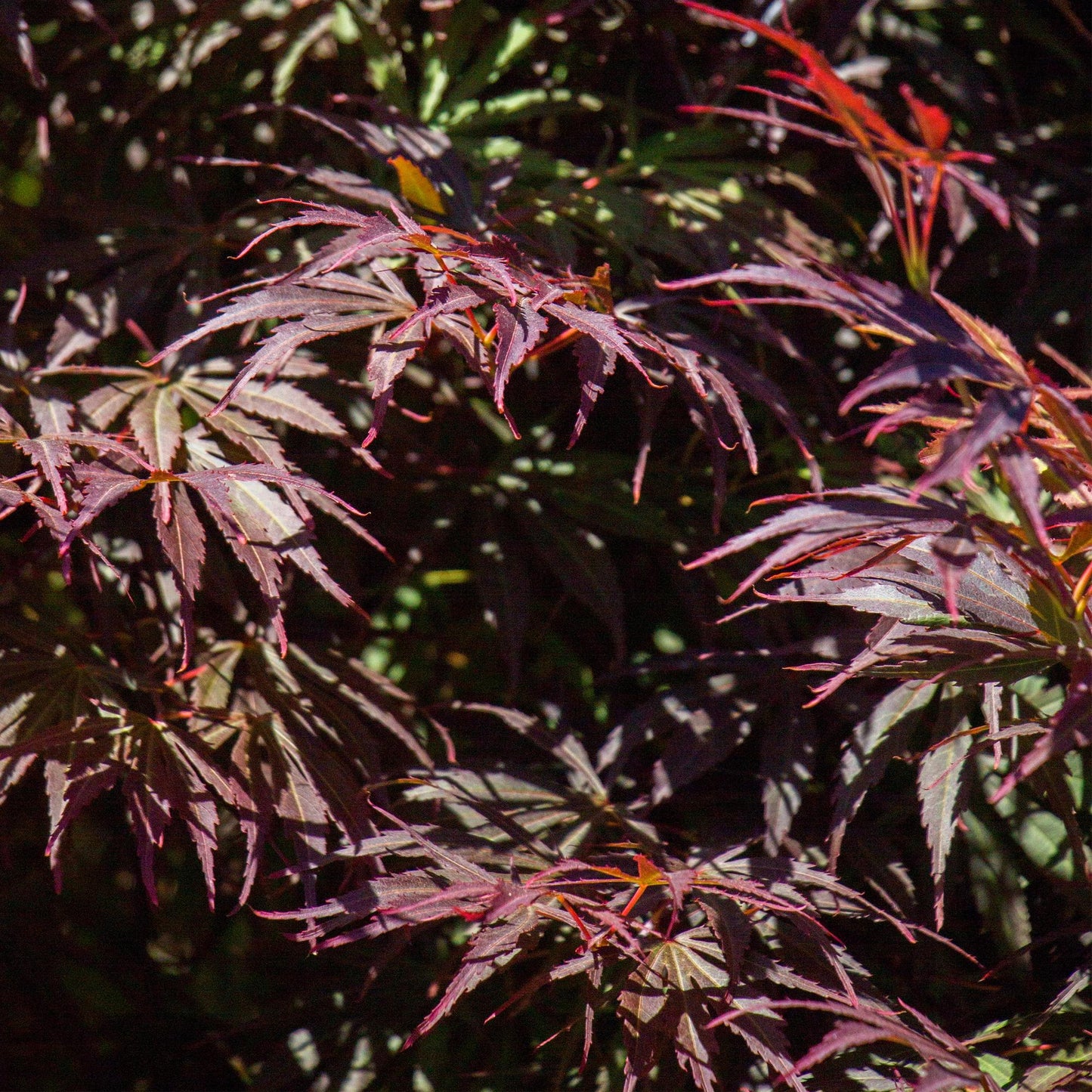 Green boutiQ - Pianta da terrazza - Acero giapponese - Acer palmatum Trompenburg - Viola scuro - 2 piante - Decidua - Vaso 19 cm Altezza 70 cm