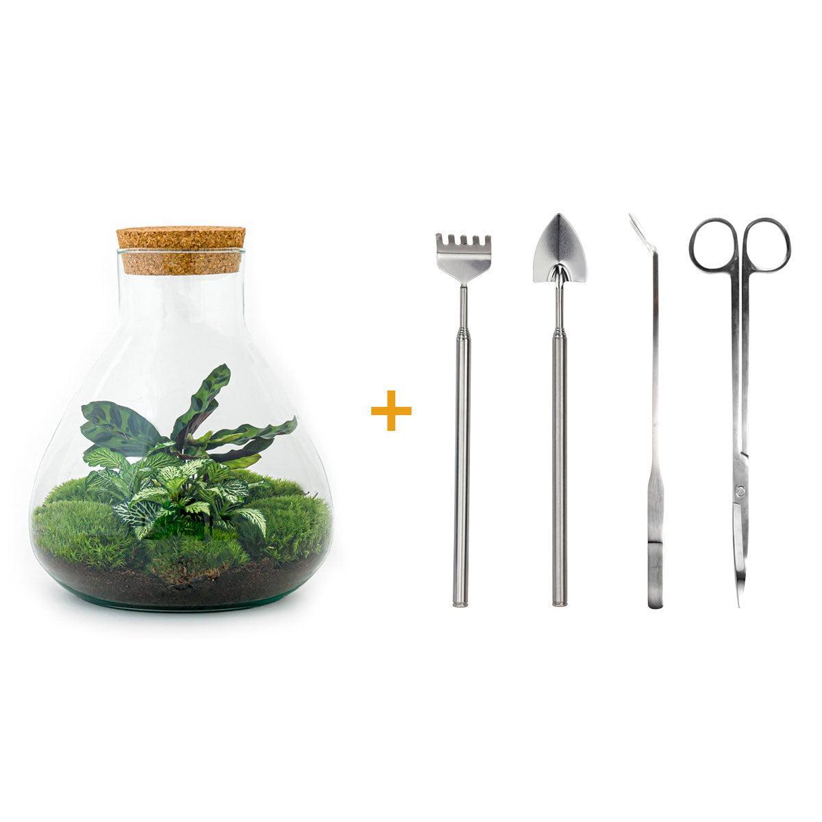 DIY terrarium - Sammie Calathea - ↕ 27 cm - Rake + Shovel + Tweezer + Scissors