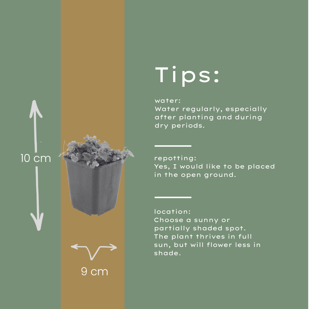 12x Campanula poscharskyana - ↕10-25cm - Ø9cm