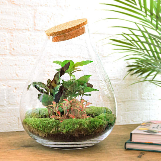 DIY Plant terrarium - Drop XL Palm - Ø 24 cm ↑ 37 cm - Rake + Shovel + Tweezer + Scissors