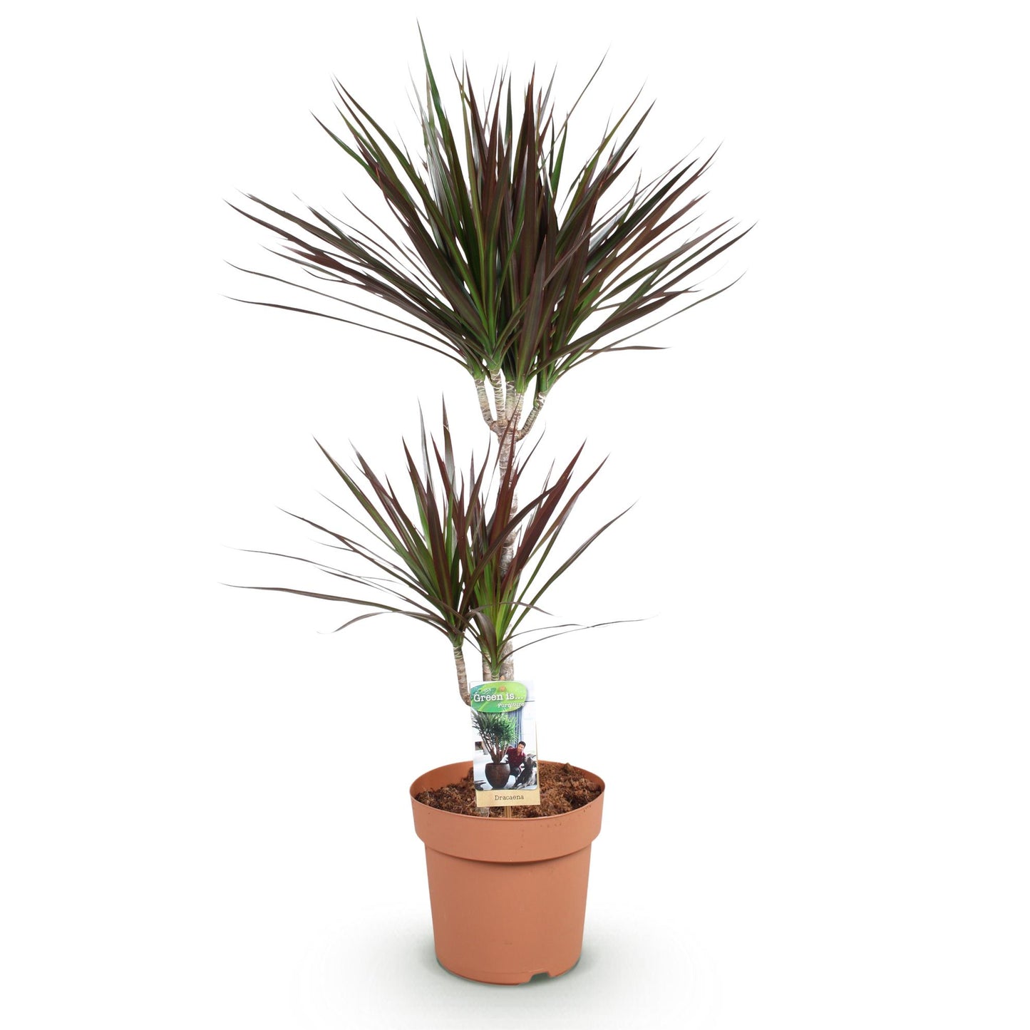 Green BoutiQ - Green is... Houseplants - Dracaena Magenta - Dragon Blood Tree - Low maintenance - Green - 1 Plant - Pot 21cm - Height 90-100cm
