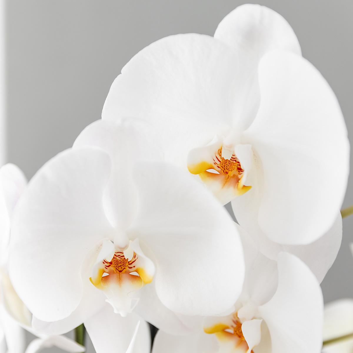Kolibri Orchids | Scandic Copper pot Ø12cm met witte Niagara Falls orchidee – vers van de kweker