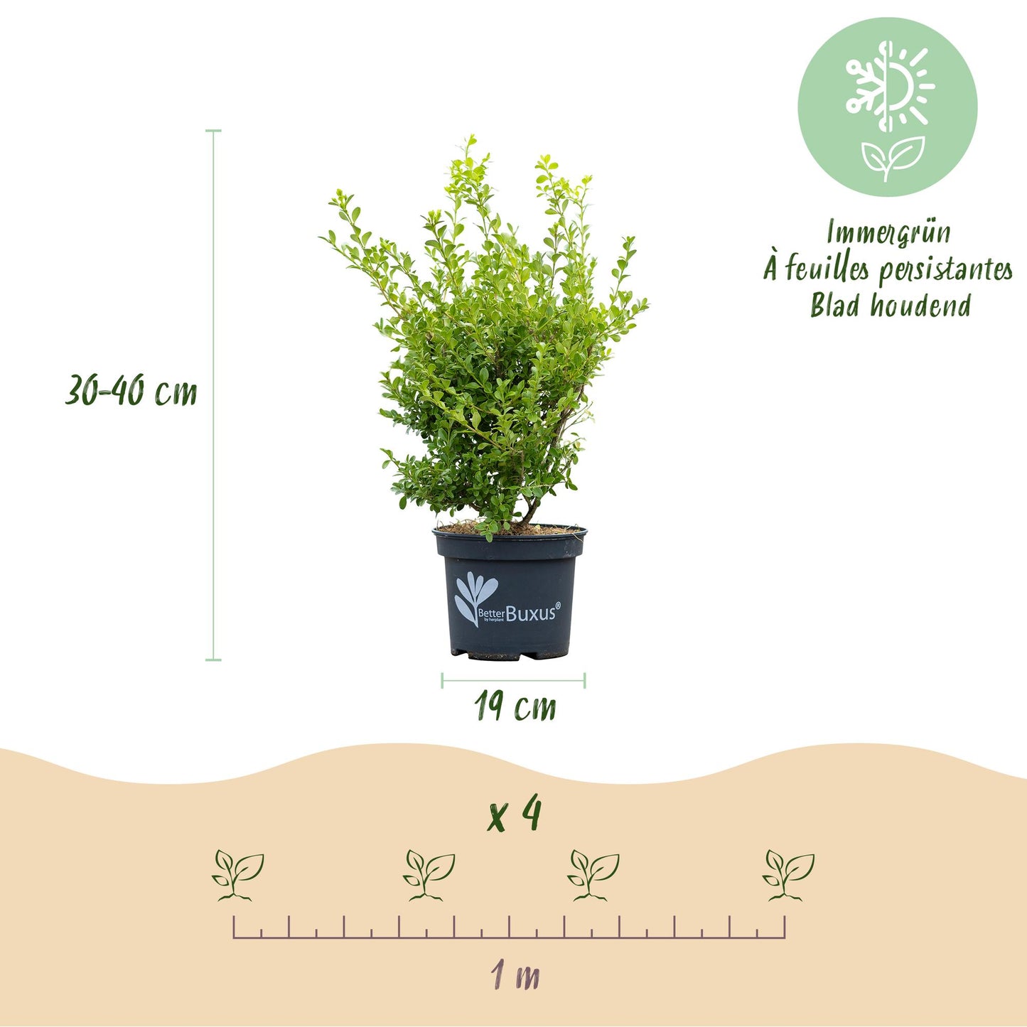 Green boutiQ - Buxus Hedge - BetterBuxus Babylon Beauty - Resistant to Buxus blight - 4 plants - 1 linear meter - pot 19cm height 50-55