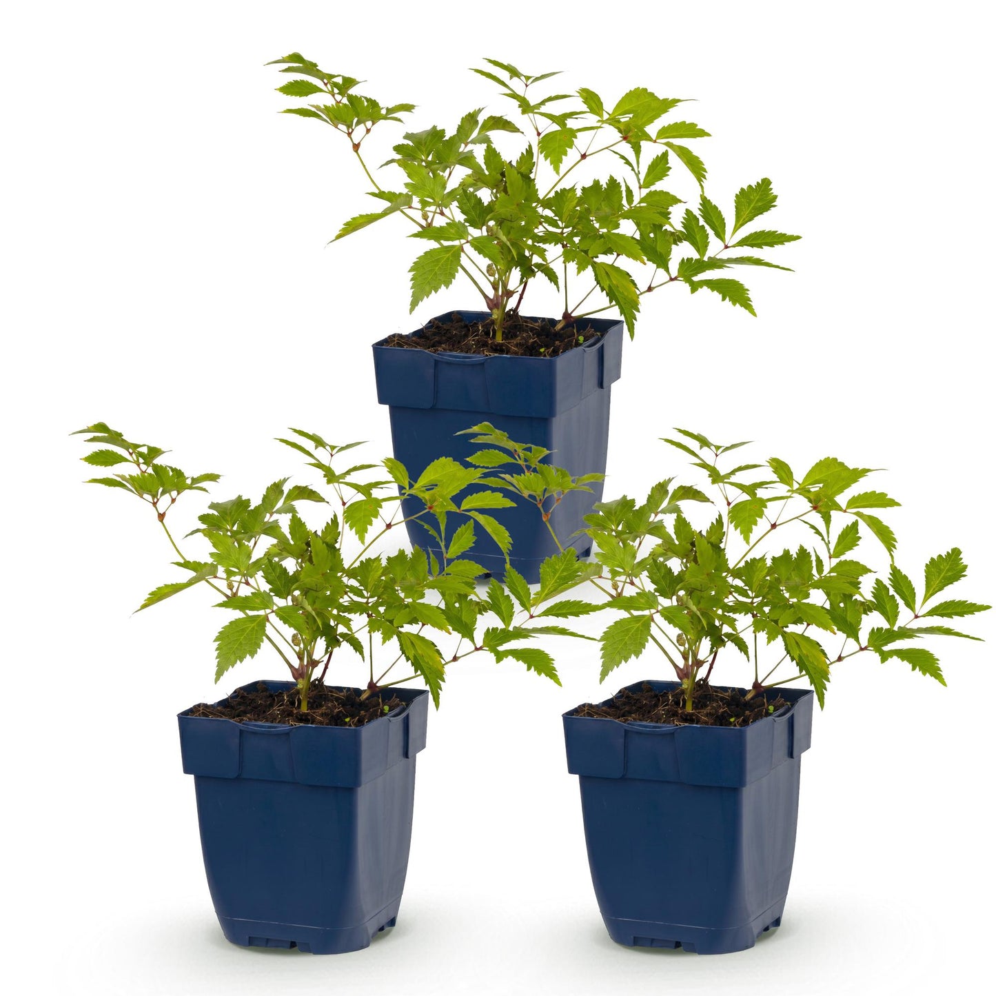 Perennial - Astilbe (J) Germany - False Spirea - Shade - White - 3 Plants - Pot 11cm - Height 15-25cm
