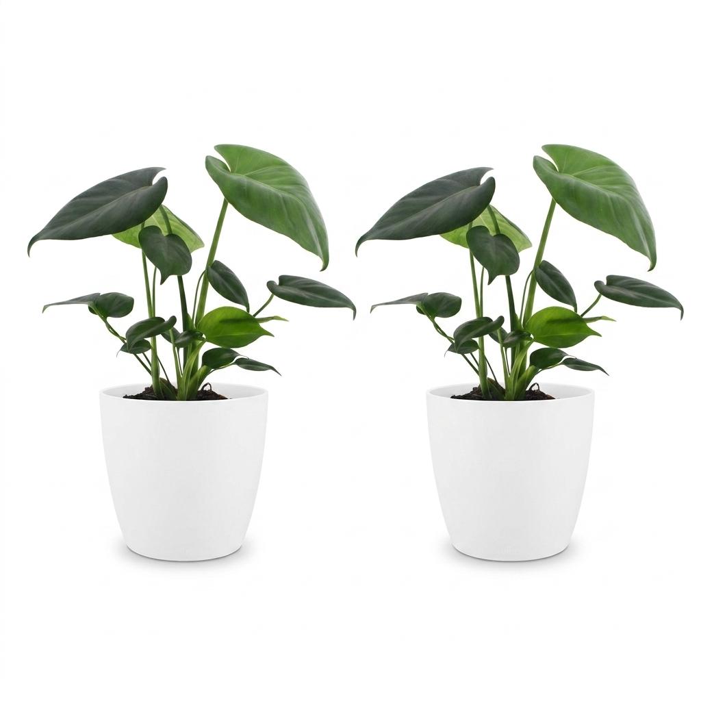 Monstera Deliciosa - Gatenplant - 2 Planten - met Potter Wit - Pot 12cm - Hoogte - 30cm