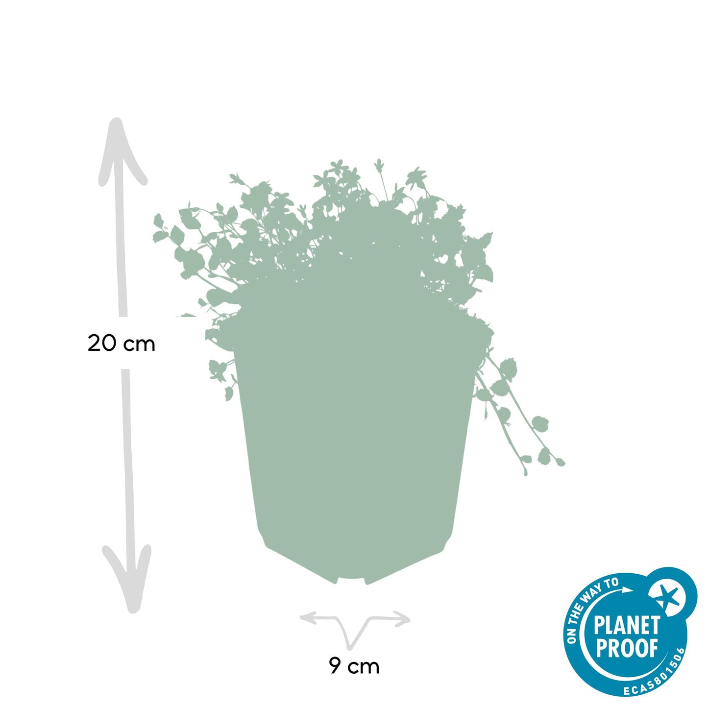 6x Isotoma fluviatilis - ↕10-25cm - Ø9cm