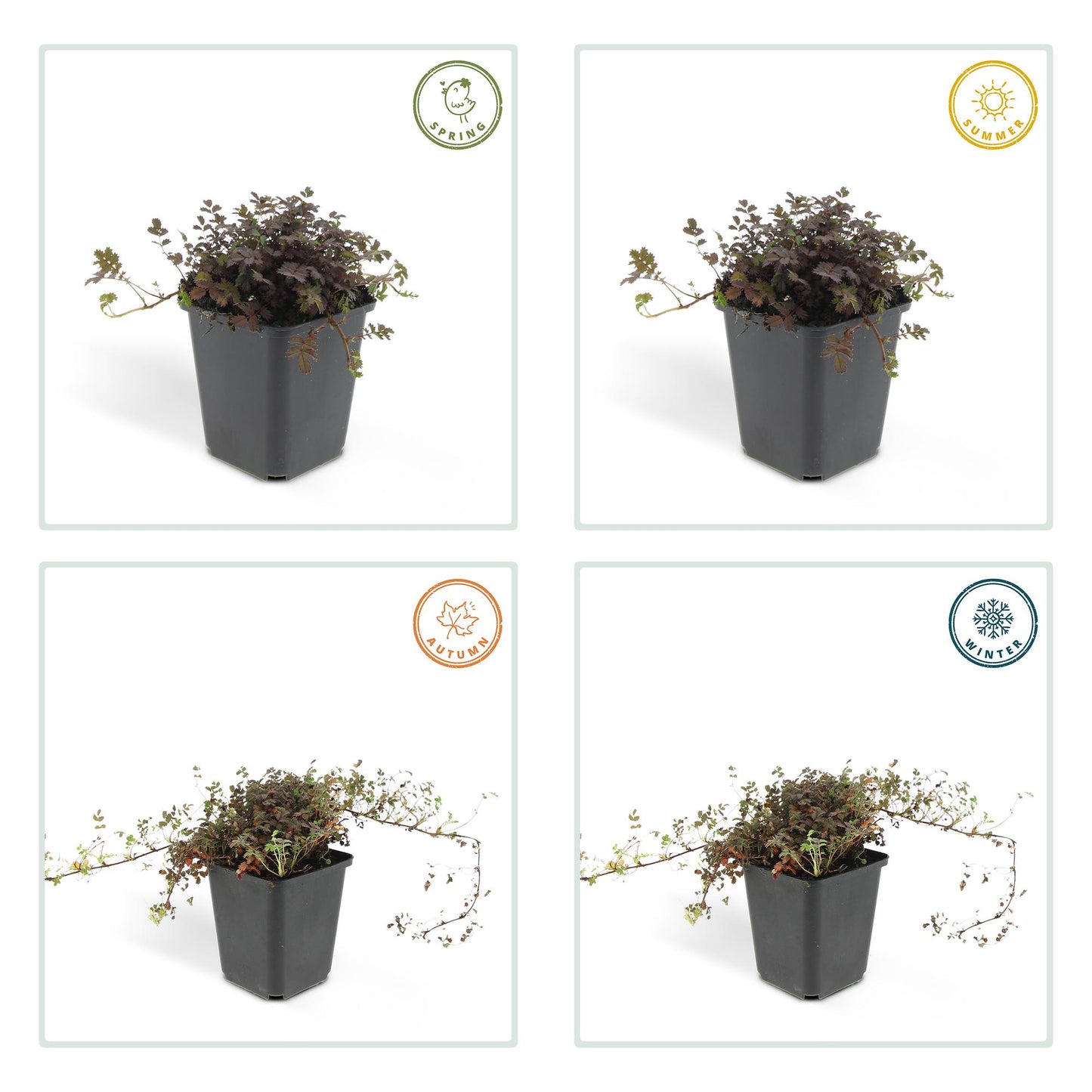 48x Acaena microphylla 'Kupferteppich' - ↕10-25cm - Ø9cm