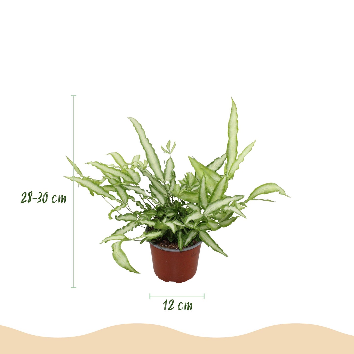 Green boutiQ - Kamerplant - Pteris cretica Albolineata - Lintvaren - Huisdiervriendelijk - Bont - 2 Planten - Pot 12cm - Hoogte 28-30cm