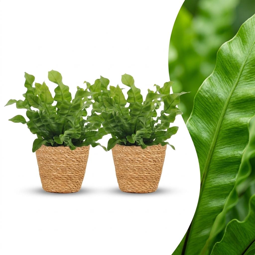 Asplenium Crispy Wave - Asplenium Crispy Wave - 2 Plants - with Basket - Pot 12cm - Height 30cm