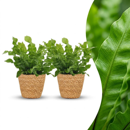 Asplenium Crispy Wave - Krauser Wellenfarn - 2 Pflanzen - mit Korb - Topf 12cm - Höhe - 30cm