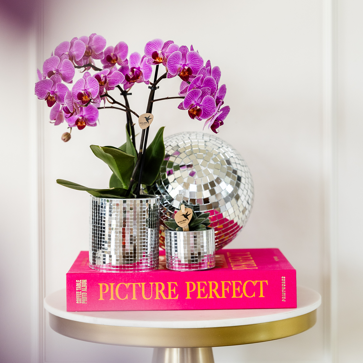 Kolibri Orchids | OFFERTA COMBI di 4 orchidee Phalaenopsis - Vienna - diametro vaso 9 cm | pianta da appartamento fiorita - fresca dal vivaio
