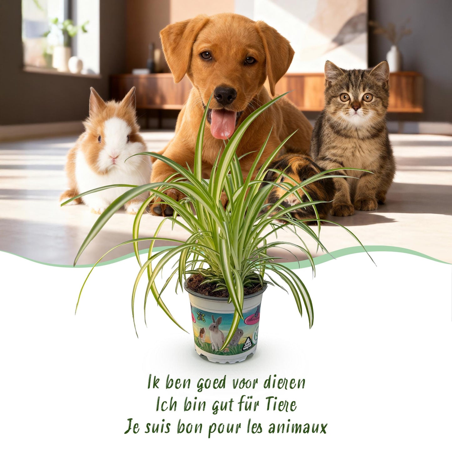Green boutiQ - Kamerplant - Chlorophytum comosum Variegatum - Kattengras - Huisdiervriendelijk - Bont - 2 Planten - Pot 12cm - Hoogte 25-30cm