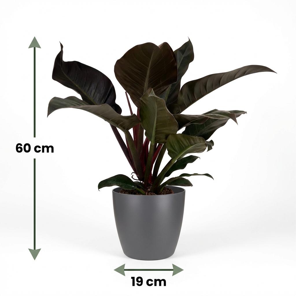 Green boutiQ - Houseplant - Philodendron - Philodendron Imperial Red - Red - Low maintenance - 1 Plant - with Grey Potter - Pot 19cm - Height 60cm