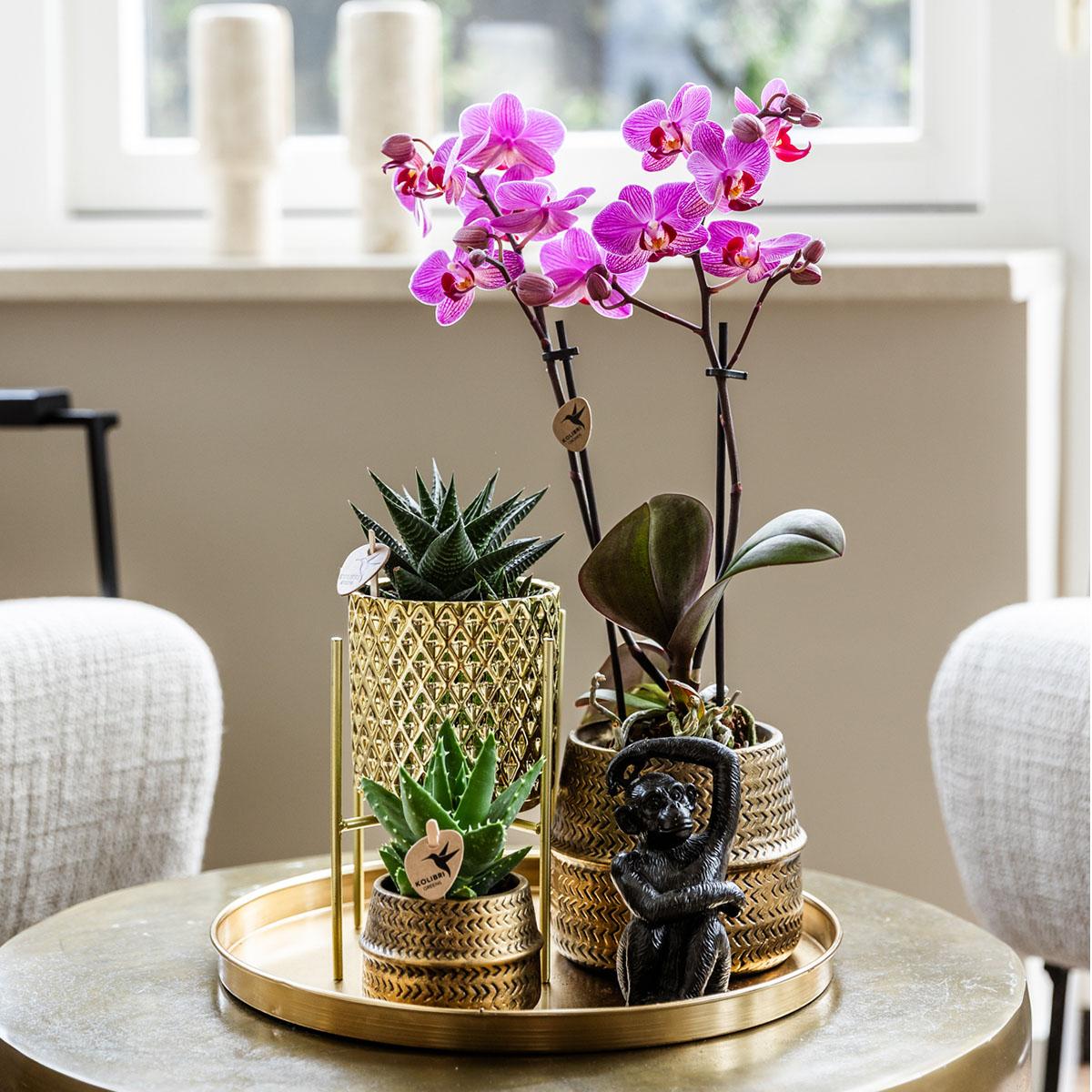Compagnia di colibrì | Set regalo Hotel Chic | Set di piante con orchidea Phalaenopsis viola e piante grasse, incl. vasi decorativi in ​​ceramica