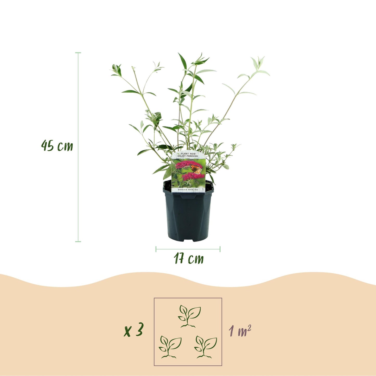 Tuinplant - Buddleja davidii Royal Red - Vlinderstruik - Winterhard - Rood - 3 Planten - Pot 17cm - Hoogte 45cm